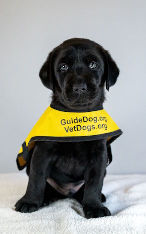 Ti guide dog