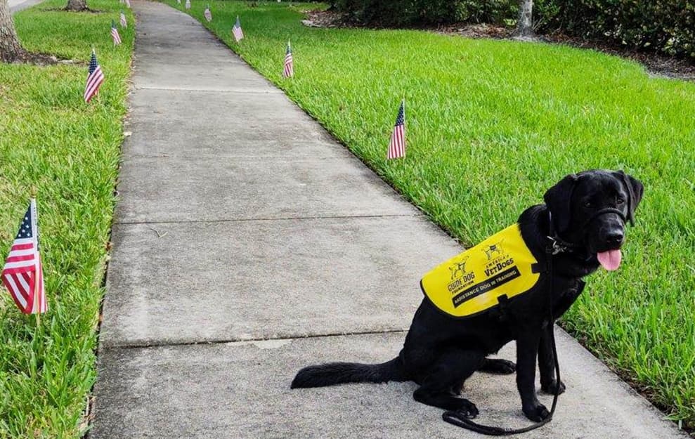 Aero guide dog