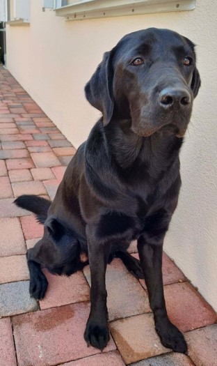 Aero guide dog