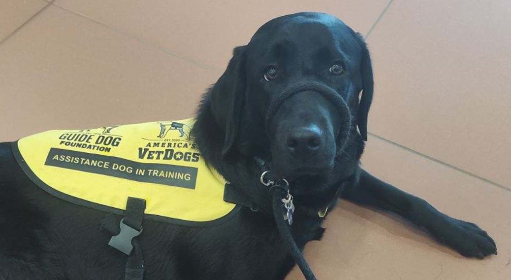 Aero guide dog